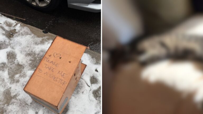 Passerby Notices Box On Snowy Sidewalk In New York And Follows A Gut Feeling To Look Inside