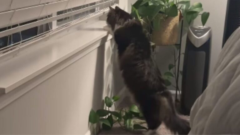 Florida Family Checks Pet Cam And Almost Cancels Vacation When They See What Their Cat Does