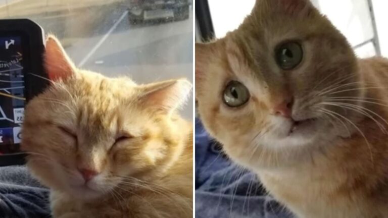 After Losing Beloved Cat On His Way To Ohio, Trucker Faces An Incredible Surprise