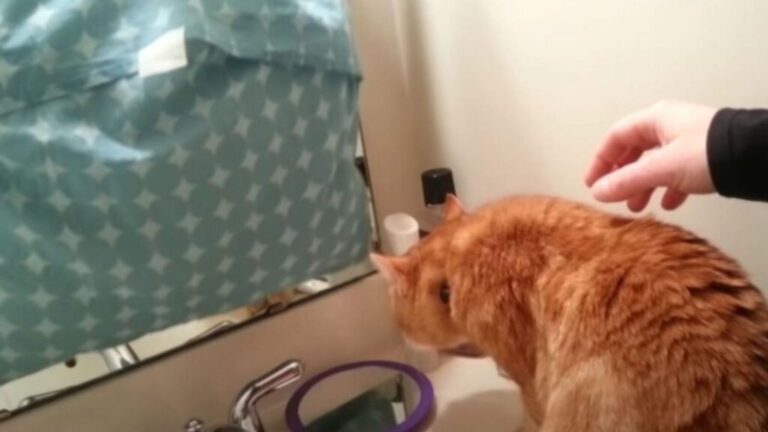Pennsylvania Family Caught Off Guard When They Saw Their Cat Doing This In The Bathroom