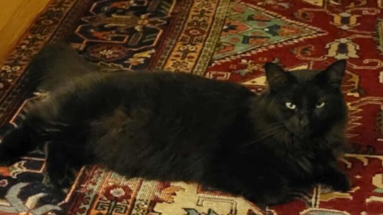 Chaos Hits New York Pet Sitters When A Missing Cat Leads To A Very Strange Twist