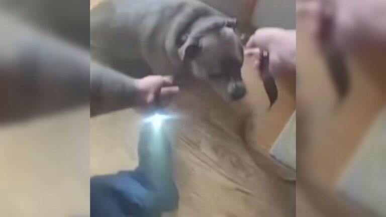 Illinois Dog Caught In Burning Home Amazes Police With His Reaction