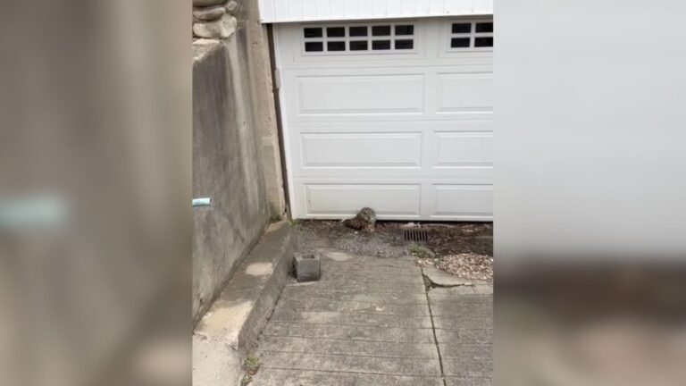 Ohio Plumber Notices A Mysterious Brown Lump On The Ground And Decides To Take A Closer Look