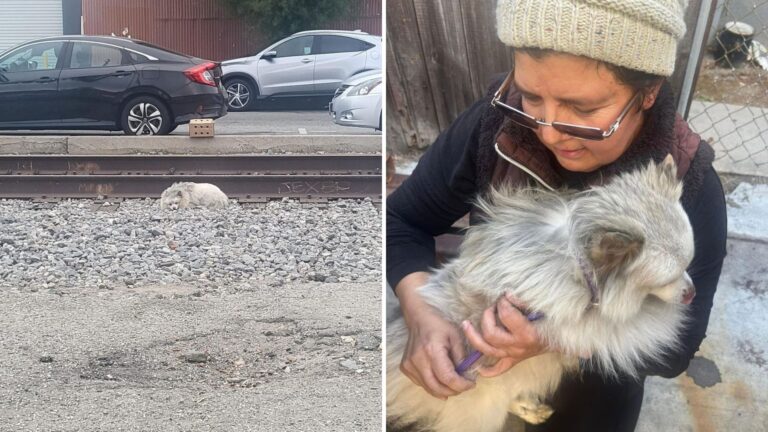 Scruffy Dog Curled Up Near Train Tracks In LA Had No Idea His Life Was About To Change