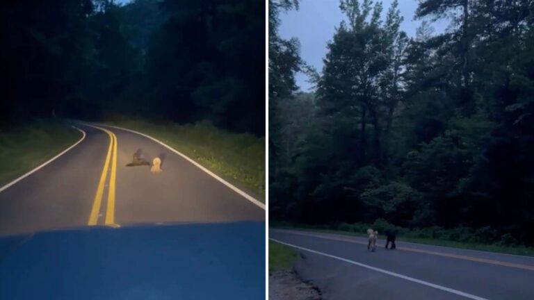 Georgia Woman Sees Two Abandoned Poodles, Then Returns The Next Day To A Heartbreaking Scene