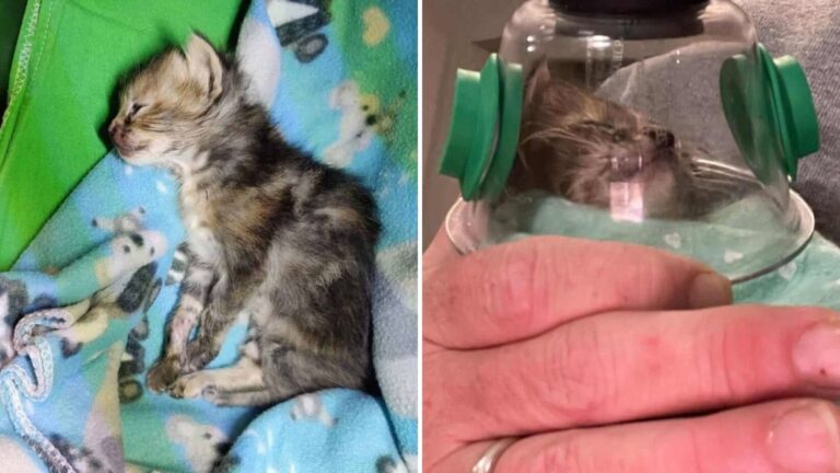 Texas Kitten Endures A Tragic Accident After Being Squeezed By A Toddler