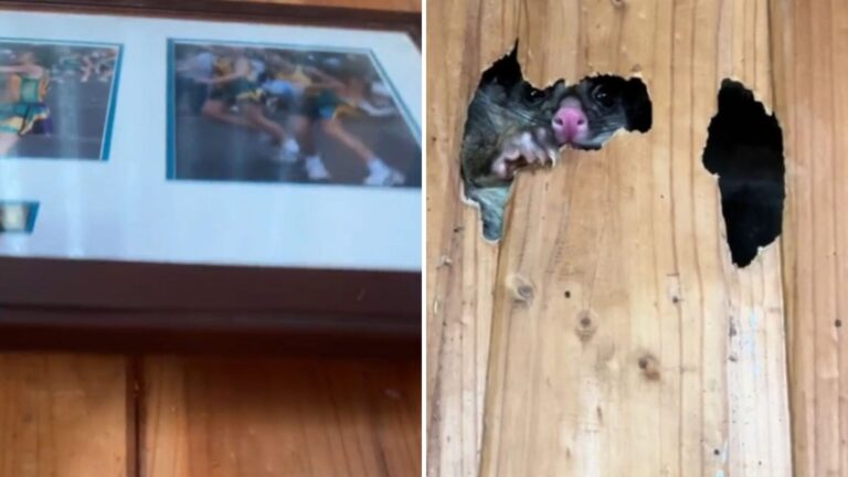 Texas Homeowner Takes A Picture Frame Off The Wall And Gets The Shock Of Their Life