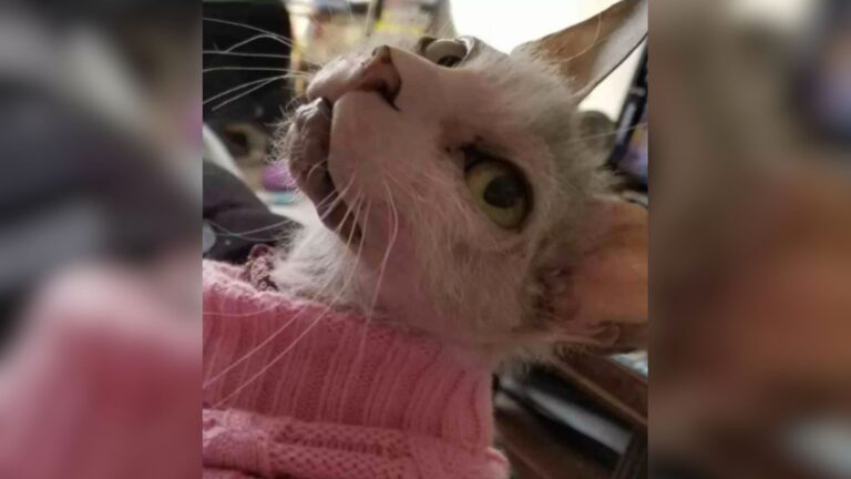 North Carolina Cat Gives Birth To Kitten So Unique It Leaves People Saying “What Is That?”