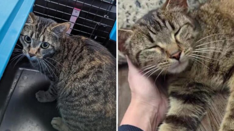 Ohio Mechanics Find A Cat Abandoned In Parking Lot, Then Notice Something Heartbreaking