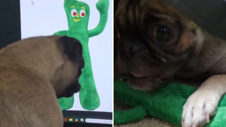 New York Dog Starts Crying When She Finally Reunites With Her Favorite Lost Toy