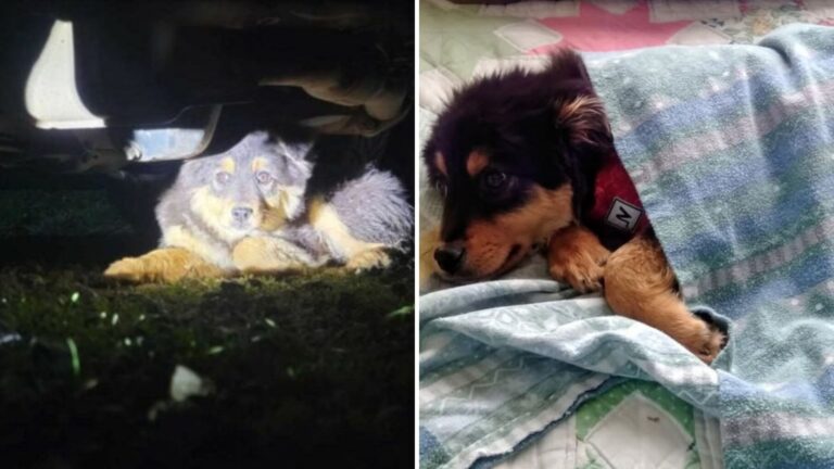 Washington Woman Hears Odd Sounds Under Her Car, Then Sees Two Frightened Eyes In The Dark