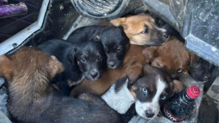 Kentucky Couple Riding ATVs Gets Ambushed By Seven Furry Siblings Chasing Them For Help