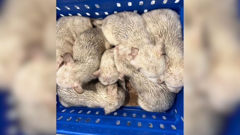 Woman Spots Blue Basket In South Dakota Park, Gets A Strange Feeling And Goes To Investigate