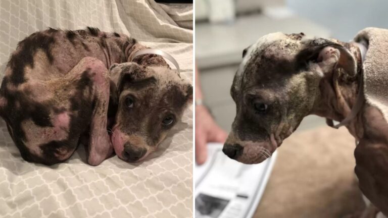 Texas Dog Traumatized From Severe Neglect Leaves Everyone In Awe With His Transformation