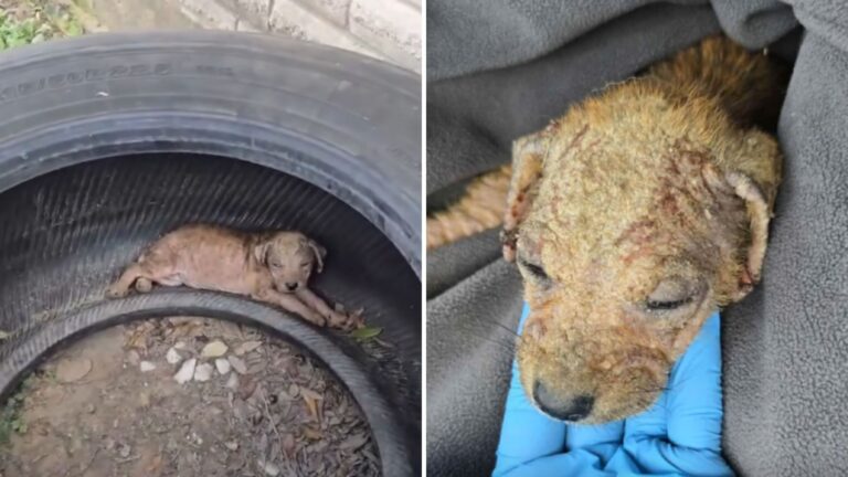 Texas Team Spots Puppy Inside Blazing Tire, His Condition Leaves Everyone Shaken