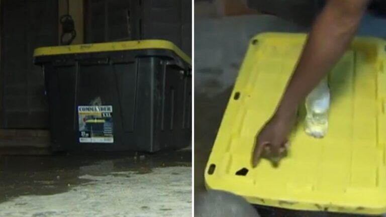 Las Vegas Store Worker Spots A Sealed Bin In Shopping Cart And Suddenly A Tiny Nose Pops Out
