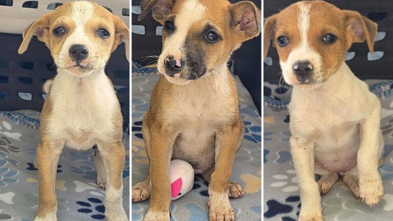 Good Samaritan Finds 3 Tiny Puppies At Massachusetts Construction Site And Brings Them To Safety