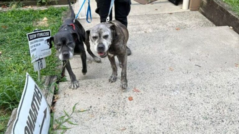 Pups Left Tied Outside NJ Shelter Struggle To Grasp Why The Only Family They Knew Abandoned Them