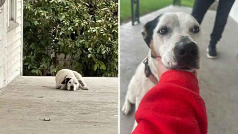 Indiana Woman Found Dog Sitting On Abandoned Porch And What Followed Broke Her Heart