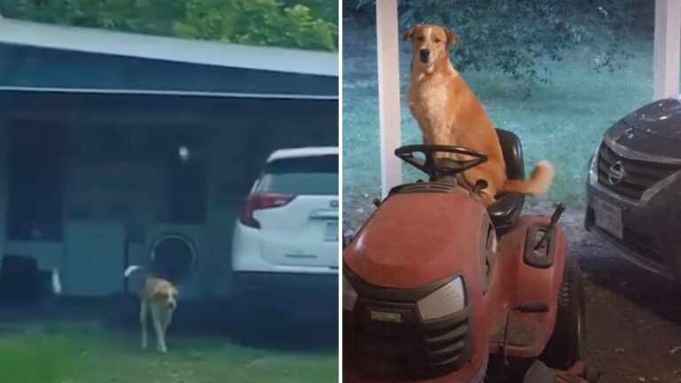 Random Dog Shows Up On Family’s Porch In Texas, Then Returns With The Most Unlikely Friend