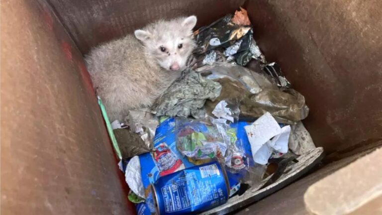 Oakland Man Hears Strange Sounds From Trash Bin And What He Finds Leaves Him Speechless