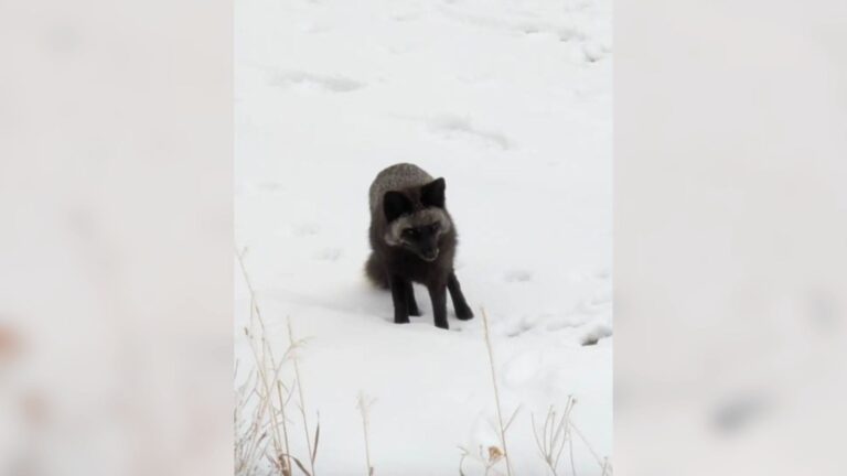 Colorado Ranger Sees ‘Stray Dog’, Then Looks Closer And Realizes It’s Something Incredibly Rare