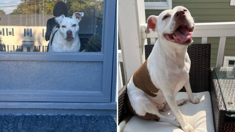 New Jersey Woman Brings Home Shelter Dog For A Few Hours, Then Experiences Something Incredible
