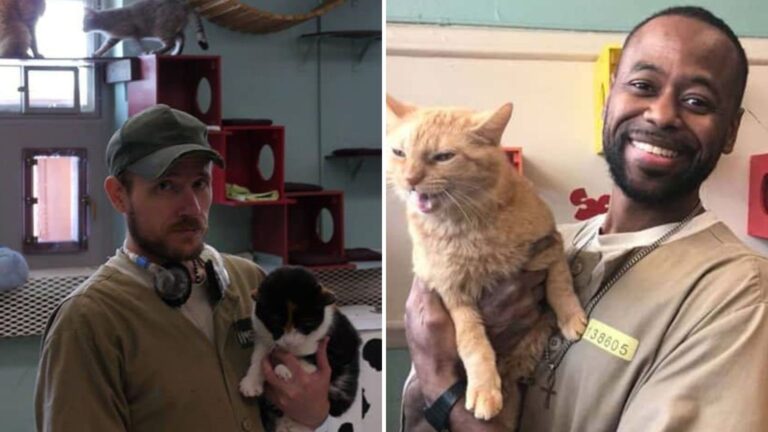 Shelter Cats Are Changing Lives Behind Bars In Indiana Prison And The Results Are So Powerful