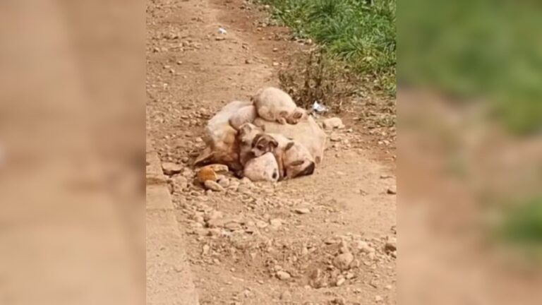 Michigan Rescuers Finds Injured Dog Protecting Her Pups, What Happens Next Is Heartbreaking