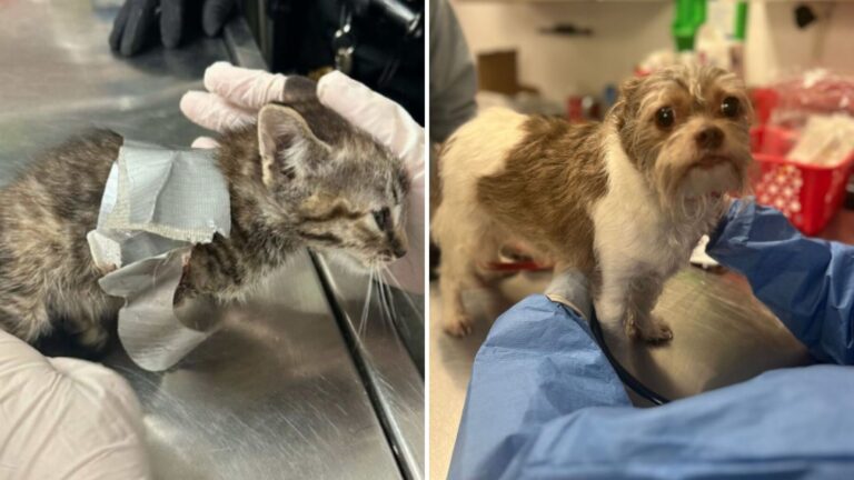 PA Rescue Faces Bizarre Scene After Finding Kitten Taped Up Among 38 Other Neglected Animals