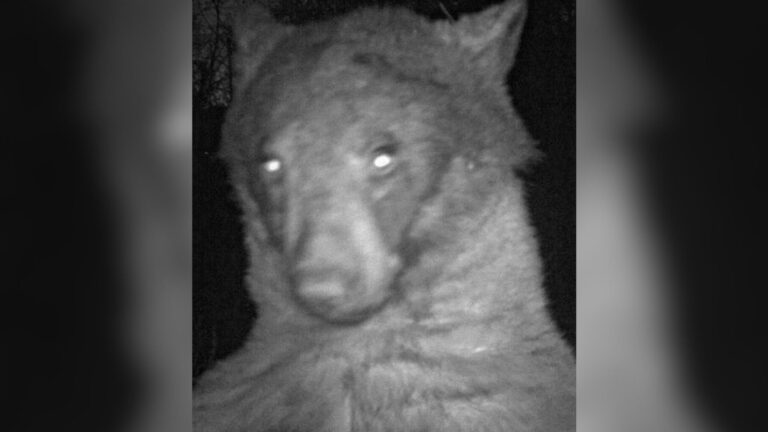 Colorado Researchers Check Trail Camera And The Footage Leaves Them Stunned