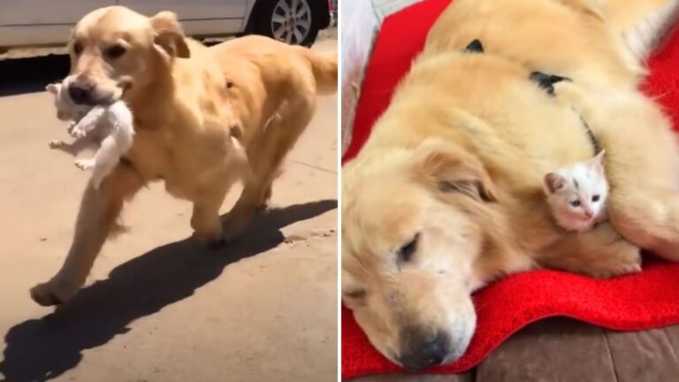 Wisconsin Retriever Finds Orphaned Kitten In Distress And What He Does Is Incredible