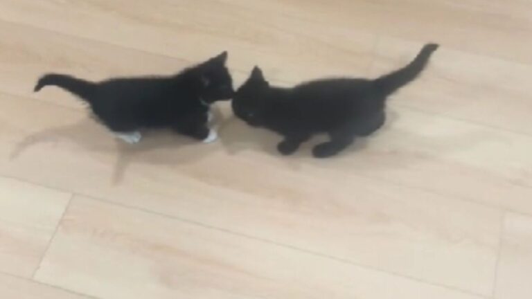 Viral Reunion Between Two Adopted Kittens In Florida Melts Hearts All Around
