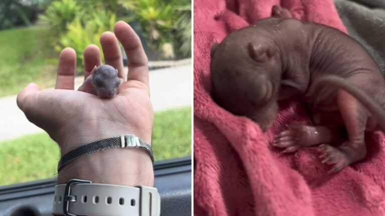 California Man Finds Strange Pink Creature Wobbling Through His Yard And Can’t Believe His Eyes