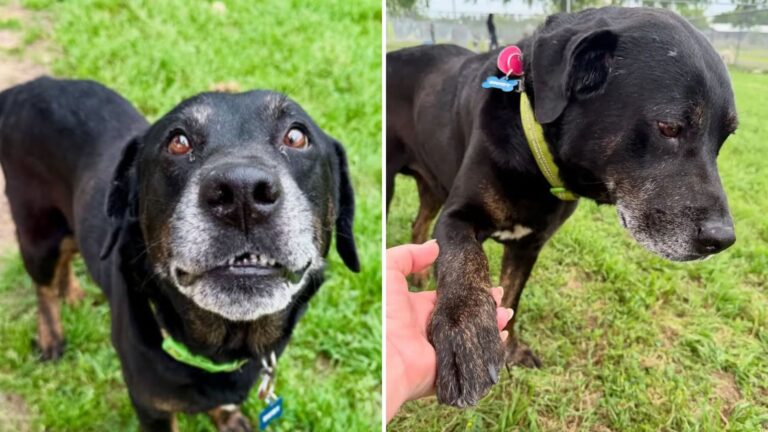 Montgomery Team Found Abandoned Senior Dog In Park, Then Saw One Detail That Changed Everything