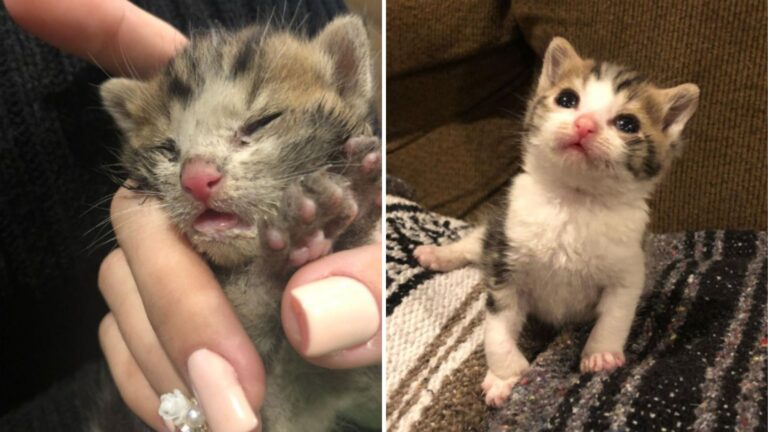 New Jersey Woman Rescues Barely-Breathing Kitten, Then X-Ray Reveals Devastating Diagnosis