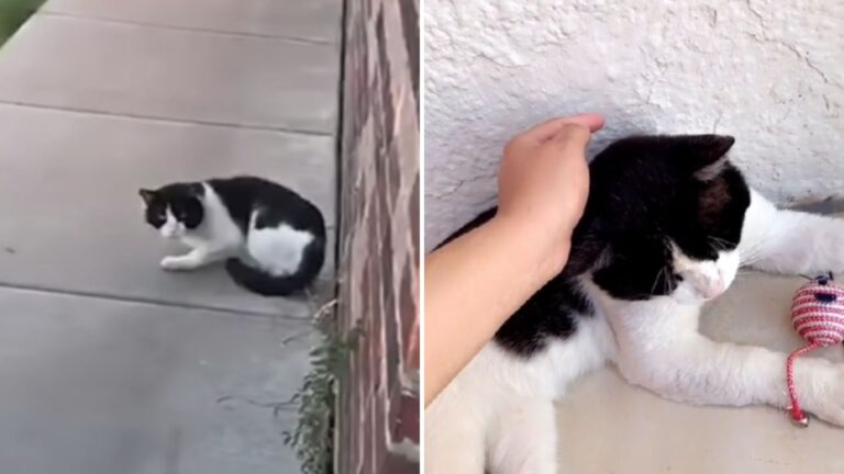 Texas Woman In Disbelief When She Sees Her Neighbors Move Away Leaving Their Senior Cat Behind