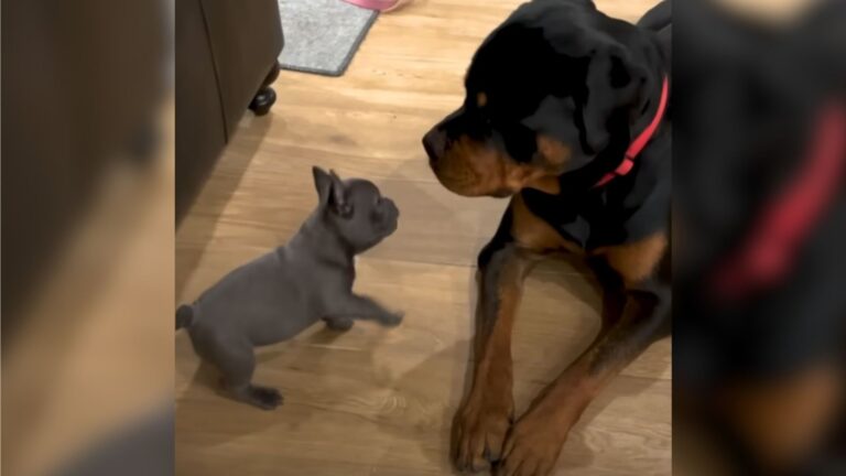 Oklahoma Rottweiler Met His New Puppy Sibling And The Scene That Followed Was Unforgettable