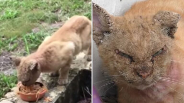 Florida Couple Found A Stray Cat In Their Yard And What They Saw Next Left Them Shaken