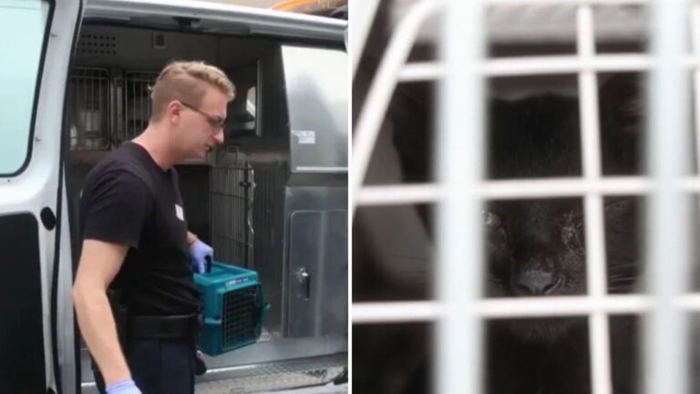 Strange Smell In San Diego Apartment Leads Rescuers To A Scene They Weren’t Prepared For