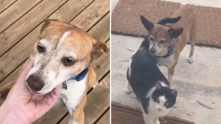 Lost Dog Walked Into Texas Cat Sanctuary And What Happened Next Left Everyone Speechless
