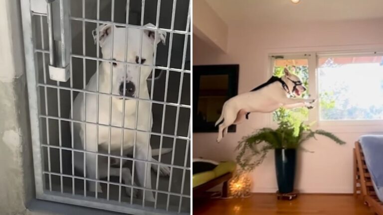 Virginia Woman Saves Deaf Shelter Dog From Euthanasia, Now Watch His Reaction To Freedom