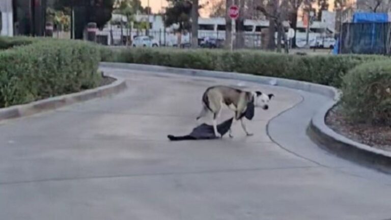 Women See Terrified Dog At California Drive-Thru, Then Notice Something Strange Around Her Neck