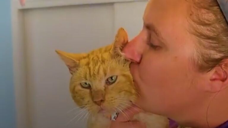 California Rescuers Take In Scruffy Cat On Euthanasia List, Look At Him Now