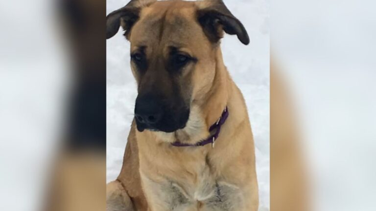 Ohio Woman Finds A Dog Shivering In The Snow And Is Stunned By What He’s Trying To Do