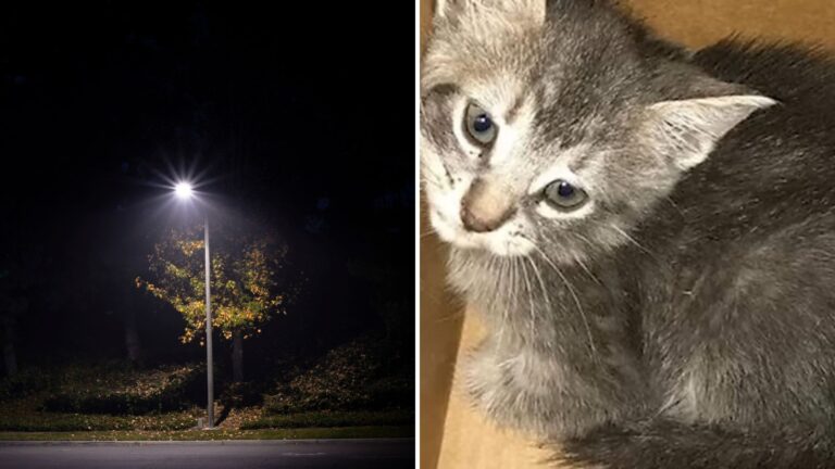 Officer Hears Soft Cries Coming From Streetlight In Florida And Gets Closer To Investigate