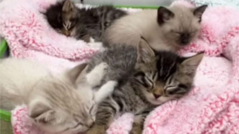 Las Vegas Team Finds A Pile Of Kittens Left Behind In Backyard, Surviving Only By Staying Close