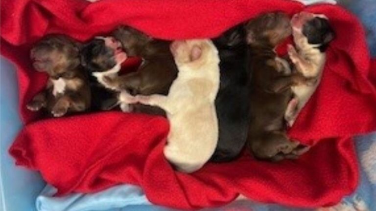 Plastic Bin Left At Arizona Humane’s Door Holds A Surprise No One Was Ready For