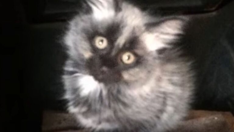 Massachusetts Shelter Welcomes Tiny Orphaned Kitten, Then Notices His Extraordinary Fur