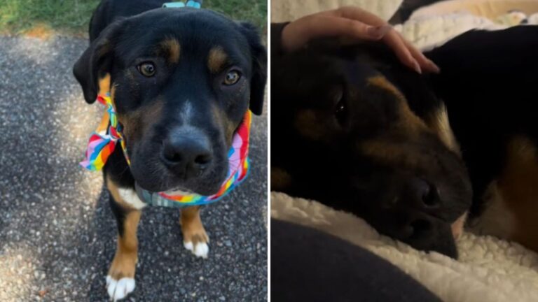 Virginia Woman Takes Shelter Dog For Sleepover, But It Turns Into Something She Never Expected